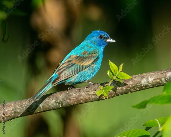 Fototapeta Indigo Bunting