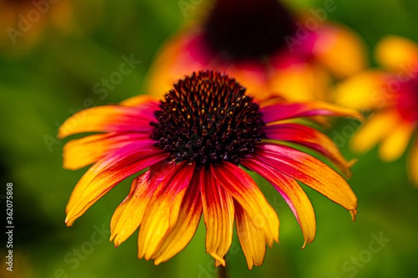Obraz Echinacea 'Parrot'