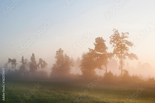 Obraz Morning landscape. The edge of the forest against the background of the dawn sky in a hazy haze.