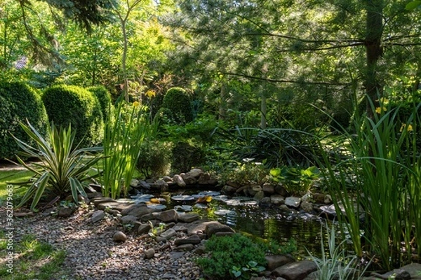 Fototapeta Yucca gloriosa Variegata on banks of small garden pond. Beautiful striped yucca leaves of gloriosa variegata on green blurred background. Evergreen landscaped garden. Nature concept for design.