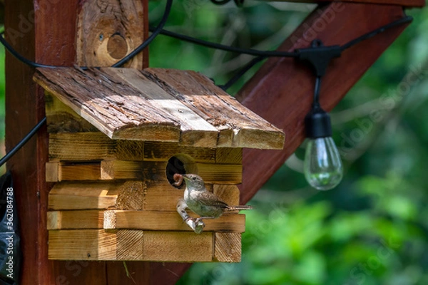 Obraz bird house on a tree