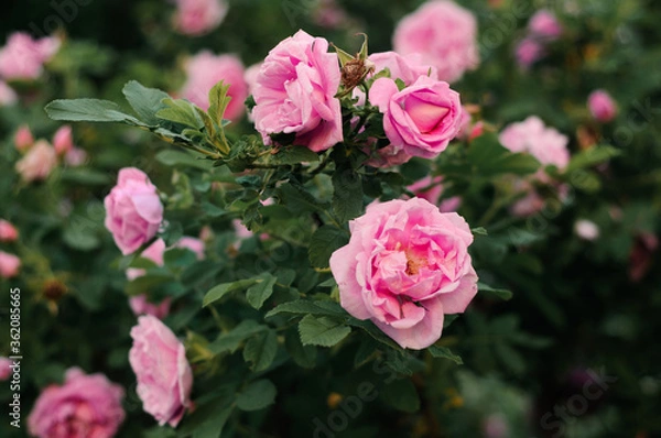 Obraz Pink rosehip flowers in spring on a green background close-up. A flowering green branch of a family rose bush, strewn with lush bright beautiful flowers.