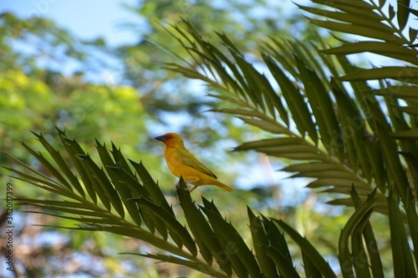 Obraz bird on the tree