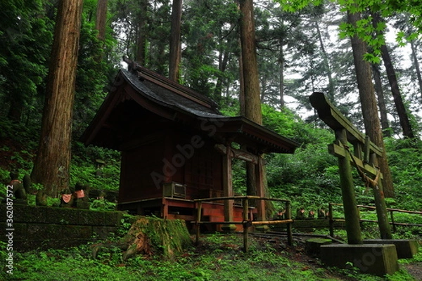 Fototapeta 世界遺産　新緑の中尊寺