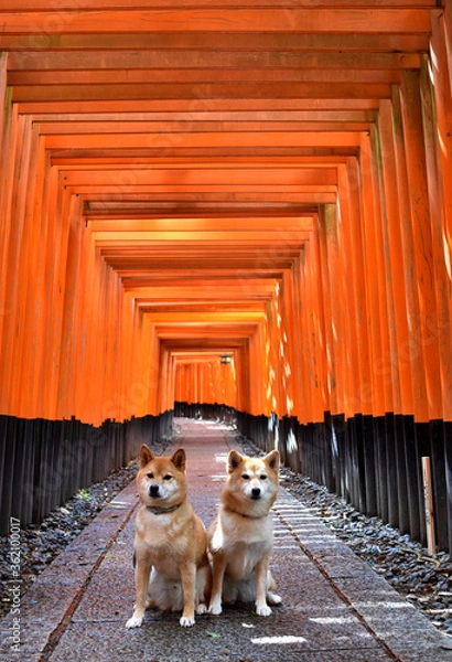 Obraz 柴犬・神社・千本鳥居