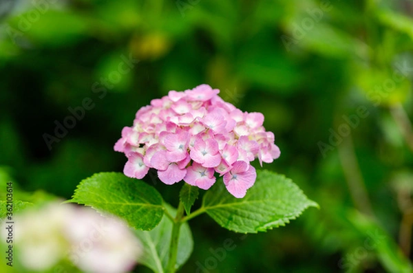 Obraz 日本の宮城県仙台市「資福寺」で雨の中咲く美しいピンクの紫陽花