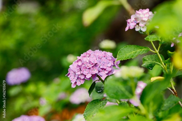 Obraz 日本の宮城県仙台市「資福寺」で雨の中咲く美しい紫の紫陽花