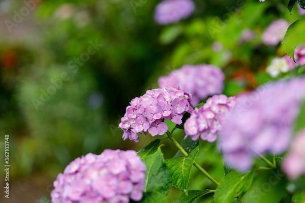 Obraz 日本の宮城県仙台市「資福寺」で雨の中咲く美しい紫の紫陽花