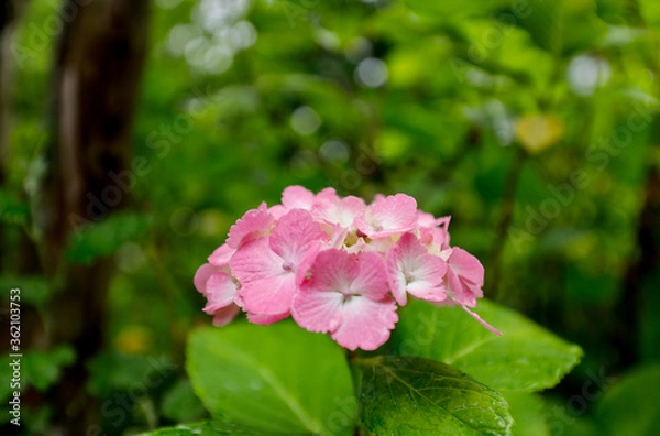 Obraz 日本の宮城県仙台市「資福寺」で雨の中咲く美しいピンクの紫陽花