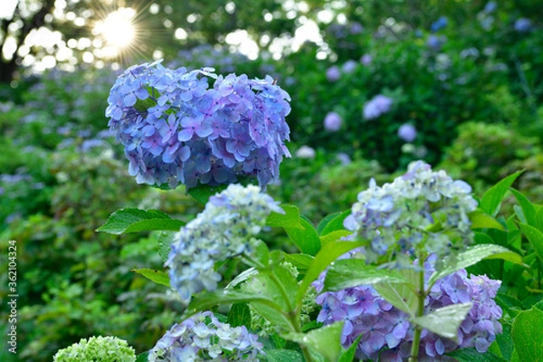 Fototapeta 紫陽花