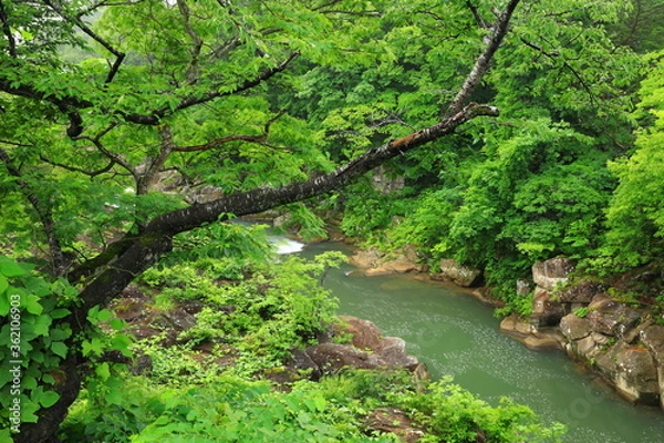 Fototapeta 夏の厳美渓