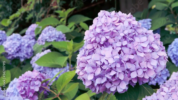 Fototapeta 紫陽花　