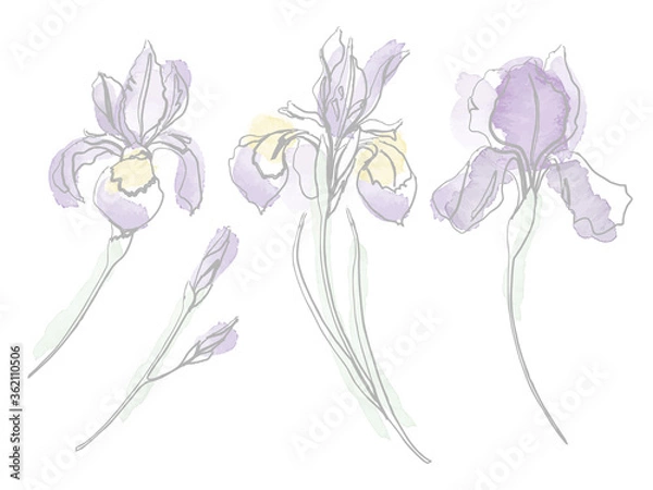 Obraz Vector watercolour iris flower set