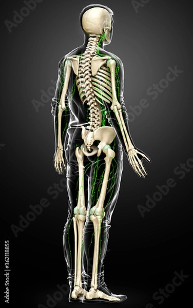 Fototapeta 3d rendered medically accurate illustration of a male lymphatic system