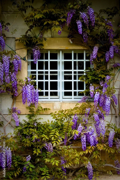 Obraz Fenster mit Blauregen