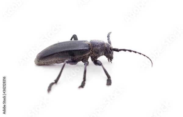 Obraz Brown deer beetle.