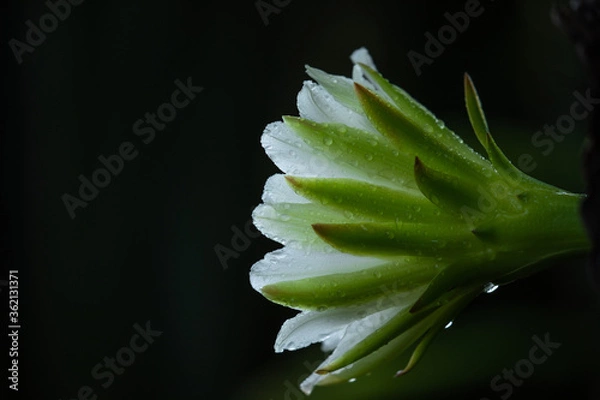 Obraz cactus flowers