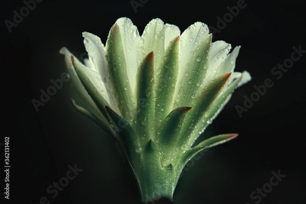 Obraz cactus flowers