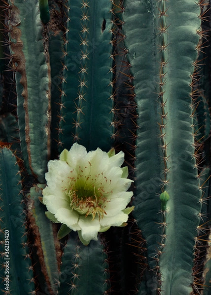 Obraz cactus flowers