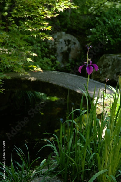 Obraz 楊谷寺-花菖蒲