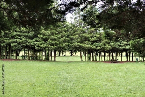 Fototapeta Park