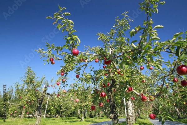 Obraz リンゴの木