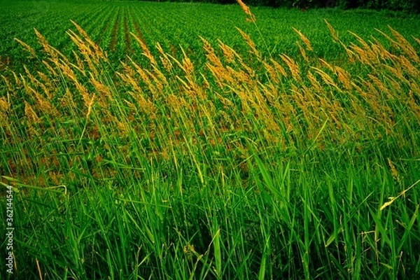 Obraz 風に揺れる穂