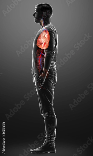 Obraz 3d rendered, medically accurate illustration of a male lung anatomy