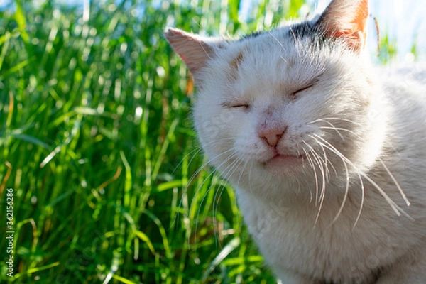 Obraz 野良猫の日向ぼっこ