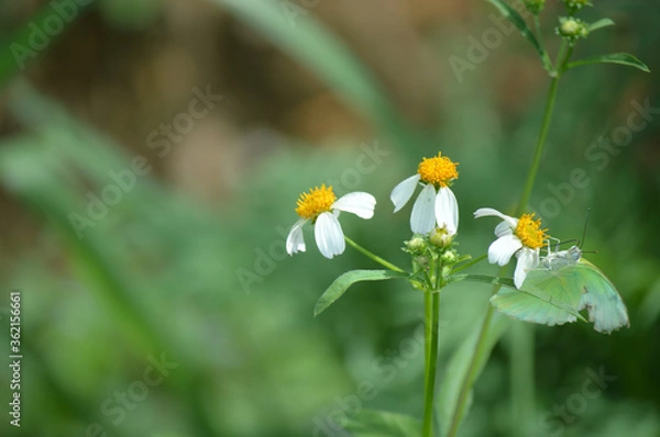 Fototapeta bee on a flower