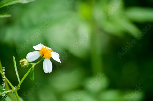 Obraz white flowers on green background