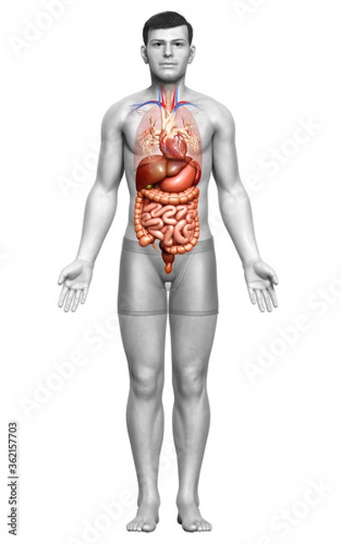 Fototapeta 3d rendered medically accurate illustration of male Digestive System