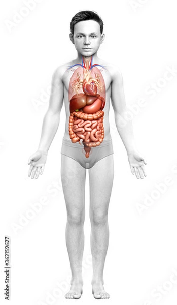 Fototapeta 3d rendered medically accurate illustration of Boy Digestive System  and heart