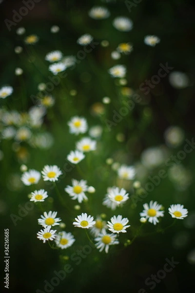 Obraz white daisy flowers grow in summer garden.