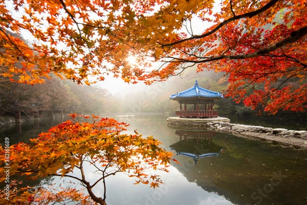 Fototapeta a lake stained with maple leaves