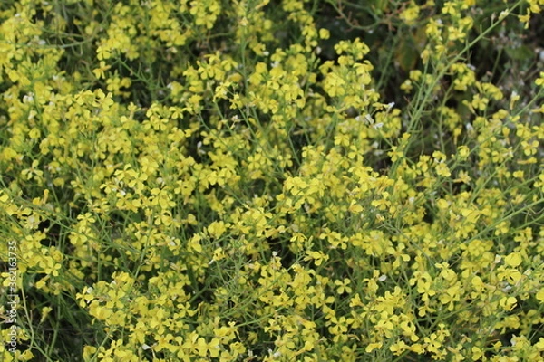 Obraz green moss background