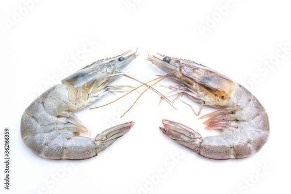 Obraz Fresh shrimp isolated on white background. This has clipping path.