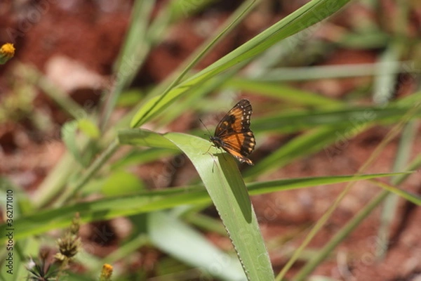 Fototapeta butterfly on the grass