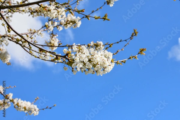Fototapeta Cherry blossom