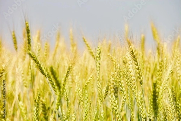 Fototapeta Golden wheat field in summer sunny day on blue sky background. Summer background. Wheat spike close-up view. Golden wheat ears in sunlight. Wheat sprouts on agricultural field. Organic farming.