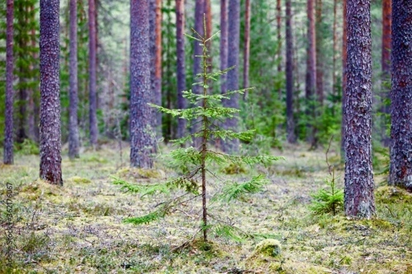 Fototapeta Young spruce in spring coniferous forest close up. Spring sapling in spruce forest. Nature reserve recovery. Evergreen Pine tree forest recover. Forest protection. New life concept. Clean environment.