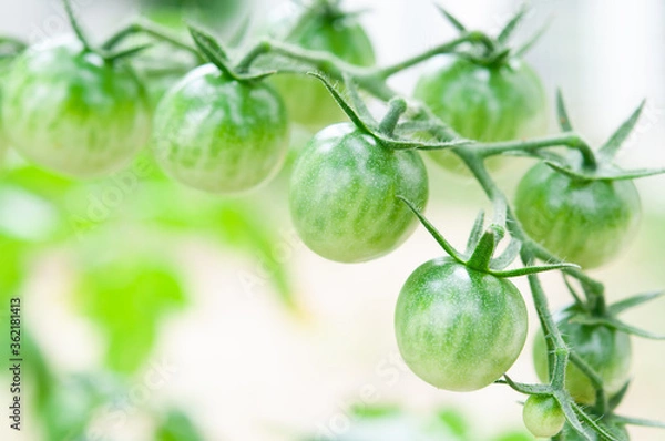 Obraz 枝に並んで実るグリーンのミニトマト クロースアップ 