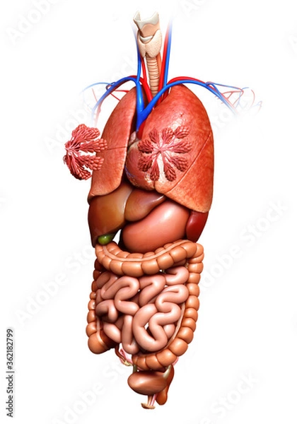 Fototapeta 3d rendered medically accurate illustration of Female internal organs