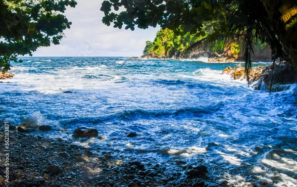 Fototapeta Onomea Bay With Palm Tree