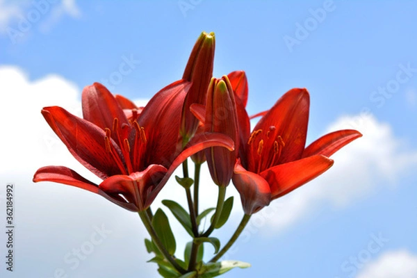 Obraz 赤い百合、光、緑、ユリ、青空、花畑、花イメージ素材