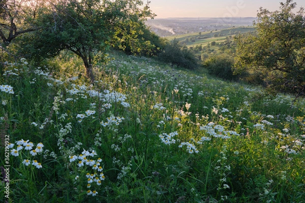 Obraz Golden hour over meadow