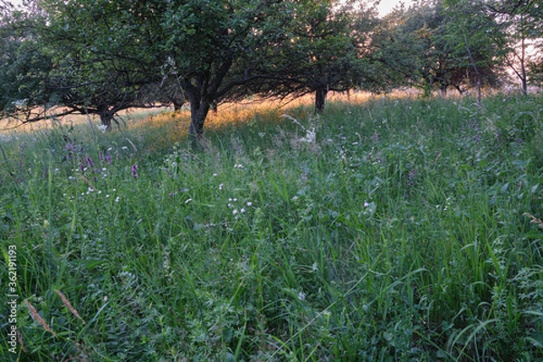 Obraz Sunset in the orchard