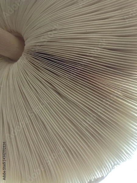 Fototapeta View of gills of a white mushroom from bottom