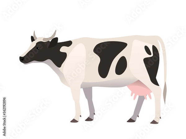 Fototapeta Vector illustration of a cow, black and white color. Farm animal, domestic cattle,isolated on white.