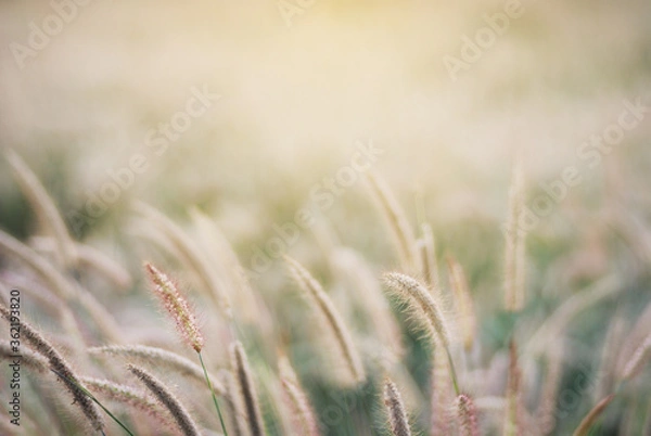 Fototapeta Soft and warm early morning  light on grass flower in fresh air of summer time. A cool earth toned image for a warm welcome of spring and summer. Calm and peaceful environmental earth concept.
